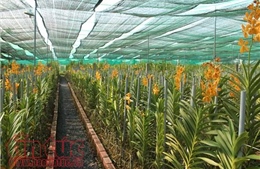 Sẽ tổ chức Fetival hoa lan lần đầu tiên tại TP Hồ Chí Minh