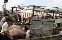 Dịch tả lợn châu Phi áp sát biên giới, kiểm soát chặt nhập khẩu