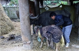 Tuyên Quang chủ động phòng chống đói, rét cho vật nuôi 
