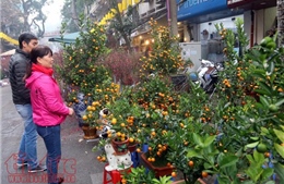Hà Nội sẽ có 64 chợ hoa xuân phục vụ Tết Nguyên đán Kỷ Hợi