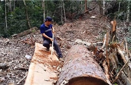 Cải thiện đời sống người dân thông qua nhận khoán quản lý, bảo vệ rừng