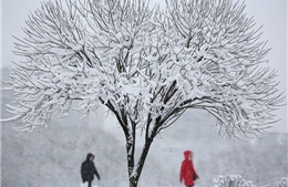 Tuyết rơi kỷ lục biến Moskva thành xứ sở cổ tích mùa Đông