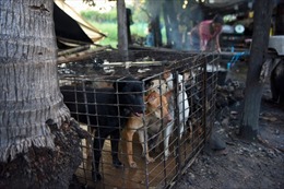 Nỗi ám ảnh bệnh dại và trầm cảm từ nghề buôn thịt chó ở Campuchia