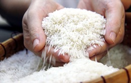 Thách thức với gạo Thái sau 2 năm liền mất danh hiệu ngon nhất thế giới