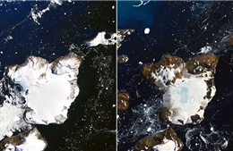 Nóng thiêu đốt Nam Cực, làm tan chảy 20% tuyết trên đảo 
