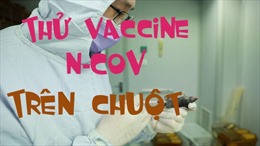 Trung Quốc bắt đầu thử vaccine phòng nCoV trên chuột