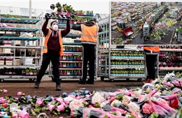 Hàng triệu bông hoa Hà Lan bị vứt bỏ vì dịch COVID