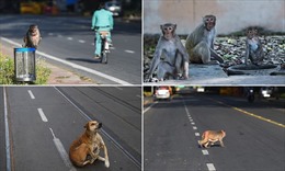 Khỉ, bò, chó chiếm lĩnh đường phố Ấn Độ những ngày phong tỏa vì COVID-19