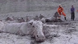 Xem giải cứu 18 con ngựa tuyệt vọng sa lầy trong bùn
