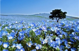 Hoa thủy tiên xanh ngút ngàn Nhật Bản không người thưởng ngoạn