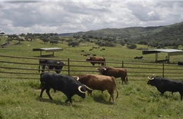 Ngành đấu bò lao đao, nông dân Tây Ban Nha bán bò tót lấy thịt