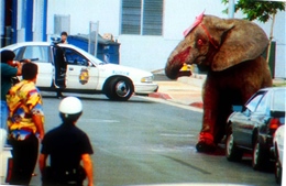 Bi kịch chú voi khát vọng tự do, chết dưới 87 phát đạn của cảnh sát 
