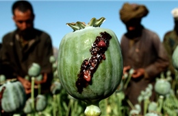 Taliban đối mặt khủng hoảng tài chính khi bị đóng băng mọi nguồn dự trữ, viện trợ