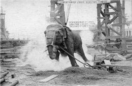 Câu chuyện chú voi bị xử tử bằng dòng điện 6.000 volt