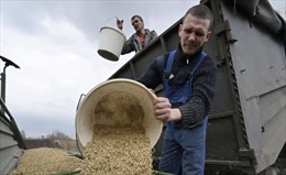 Nông dân tiền tuyến Ukraine chật vật canh tác sau chiến sự ác liệt