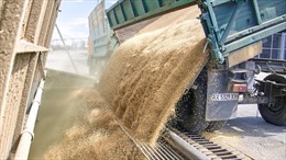 Nga và Ukraine đạt thỏa thuận xuất khẩu ngũ cốc, điều gì sẽ xảy ra tiếp theo