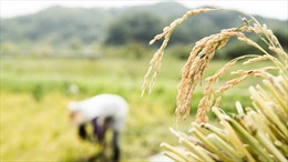 Nga tuyên bố cấm xuất khẩu gạo &#39;tạm thời&#39;