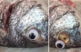 Thủ đoạn mới, gắn mắt nhựa giả cho cá để trông tươi rói hơn