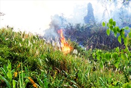 Khánh Hòa: Khoảng 100 ha rừng phòng hộ bị cháy trong thời tiết khô hanh