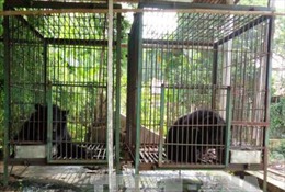 Chấm dứt hoạt động nuôi nhốt gấu lấy mật cuối cùng tại cơ sở tư nhân ở Tiền Giang
