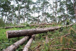 UBND tỉnh Lâm Đồng chỉ đạo xử lý nghiêm vụ phá rừng làm nhà trái phép