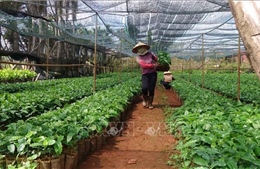 WEF ASEAN 2018: Hướng tới mục tiêu tăng trưởng bền vững nông nghiệp Việt Nam