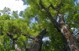 Cây giáng hương gần 100 năm tuổi trong rừng phòng hộ Dầu Tiếng bị đào trộm