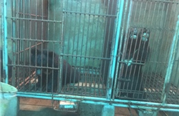 Dấu hỏi về sự tắc trách trong xử lý vụ nuôi nhốt gấu bất hợp pháp tại Nghệ An