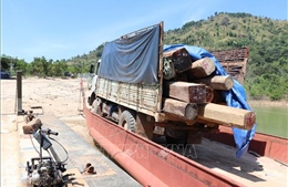Kon Tum: Điều tra làm rõ vụ vận chuyển gỗ lậu trên sông Sê San