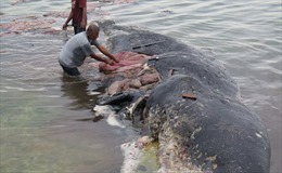 Indonesia phát hiện xác cá voi chứa 6 kg nhựa trong dạ dày