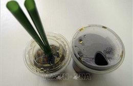 Starbucks loại bỏ ống hút nhựa khỏi các cửa hàng ở Hàn Quốc