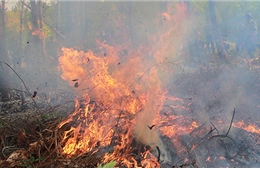 Cháy gần 8.000 m2 rừng ở phường Cửa Ông, thành phố Cẩm Phả
