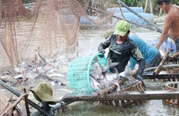 Quy định ba đối tượng thủy sản nuôi chủ lực