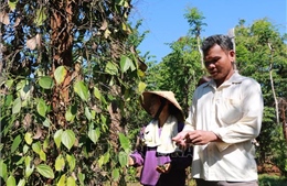 Tiêu &#39;đắng&#39; vùng biên Đắk Ơ