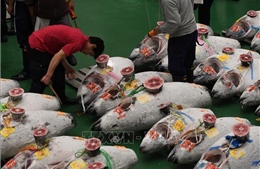Con cá ngừ khổng lồ có giá 3,1 triệu USD tại Nhật