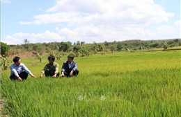 Tây Nguyên ứng phó với mùa khô hạn sau Tết Nguyên đán