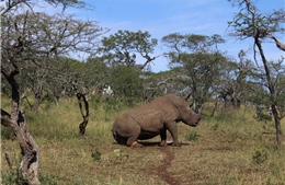 Lần đầu tiên, tê giác bị săn trộm tại Nam Phi giảm xuống dưới 1.000 cá thể