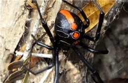 Phát hiện họ hàng mới của nhện &#39;Góa phụ đen&#39; có kích thước khổng lồ
