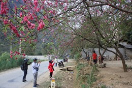 Lễ hội hoa đào trên Cao nguyên đá Đồng Văn