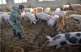 Xuất hiện ổ dịch tả lợn châu Phi tại Thanh Hóa