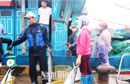 Bất cập hệ thống hạ tầng cảng cá tại Nam Định