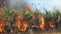 Gia Lai: Cháy lớn, thiêu rụi hơn 45 ha mía trong thời kỳ thu hoạch
