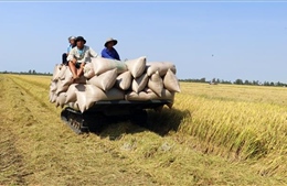 Giá lúa Đông Xuân tại Kiên Giang giảm 1.200 - 1.300 đồng/kg so với vụ mùa trước