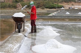 Muối được mùa, được giá ở Ninh Thuận