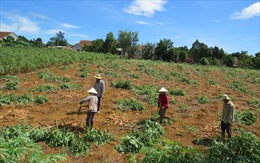Phú Yên khuyến cáo nông dân không chuyển trồng keo sang trồng sắn