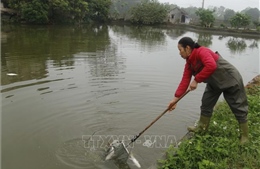Cá chết bất thường ở Thái Nguyên nghi do ô nhiễm nguồn nước