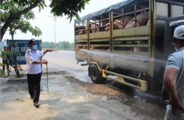 Thừa Thiên - Huế phát hiện thêm một điểm chăn nuôi mắc bệnh dịch tả lợn châu Phi