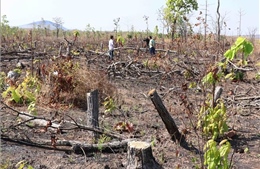 Hàng chục hécta rừng ở Đắk Lắk bị chặt phá, sang nhượng trái phép