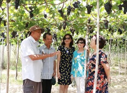 Khách du lịch đến Ninh Thuận dịp nghỉ lễ tăng gấp ba lần năm trước