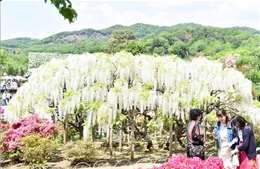 Chiêm ngưỡng xứ sở hoa Tử Đằng đẹp như mơ tại Nhật Bản